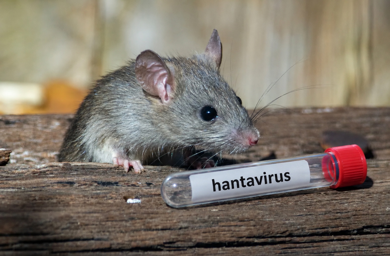 Hantavirus bestrijden en voorkomen. Muis met Hantavirus op afbeelding van VS Kloek
